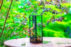 NCYP Tall Hexagon Mimi Geometric Terrarium For Spiders And Small Insects -Ncyp Garden Sale Shop IMG 0465