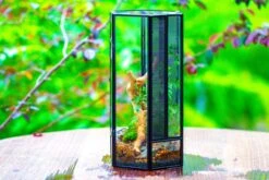 NCYP Tall Hexagon Mimi Geometric Terrarium For Spiders And Small Insects -Ncyp Garden Sale Shop IMG 0470