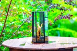 NCYP Tall Hexagon Mimi Geometric Terrarium For Spiders And Small Insects -Ncyp Garden Sale Shop IMG 0472