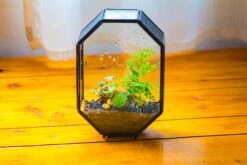 NCYP Octagon 6x8 Inches Geometric Terrarium With Vents For Small Insects -Ncyp Garden Sale Shop IMG 0649 a74923f6 269d 4d7d a2b2 4ab331c69951