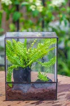 Handmade Close Glass Terrarium With Vents, With LED Grow Light Set, FOR Insects, Bugs 23 Handmade Close Glass Terrarium With Vents, With LED Grow Light Set, FOR Insects, Bugs -Ncyp Garden Sale Shop IMG 0657 2c0b1e25 4653 4a7e 82ee 5374de18c58d