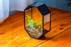 NCYP Octagon 6x8 Inches Geometric Terrarium With Vents For Small Insects -Ncyp Garden Sale Shop IMG 0657 94d17daf 2d2a 49e4 969e 35e4883a9531