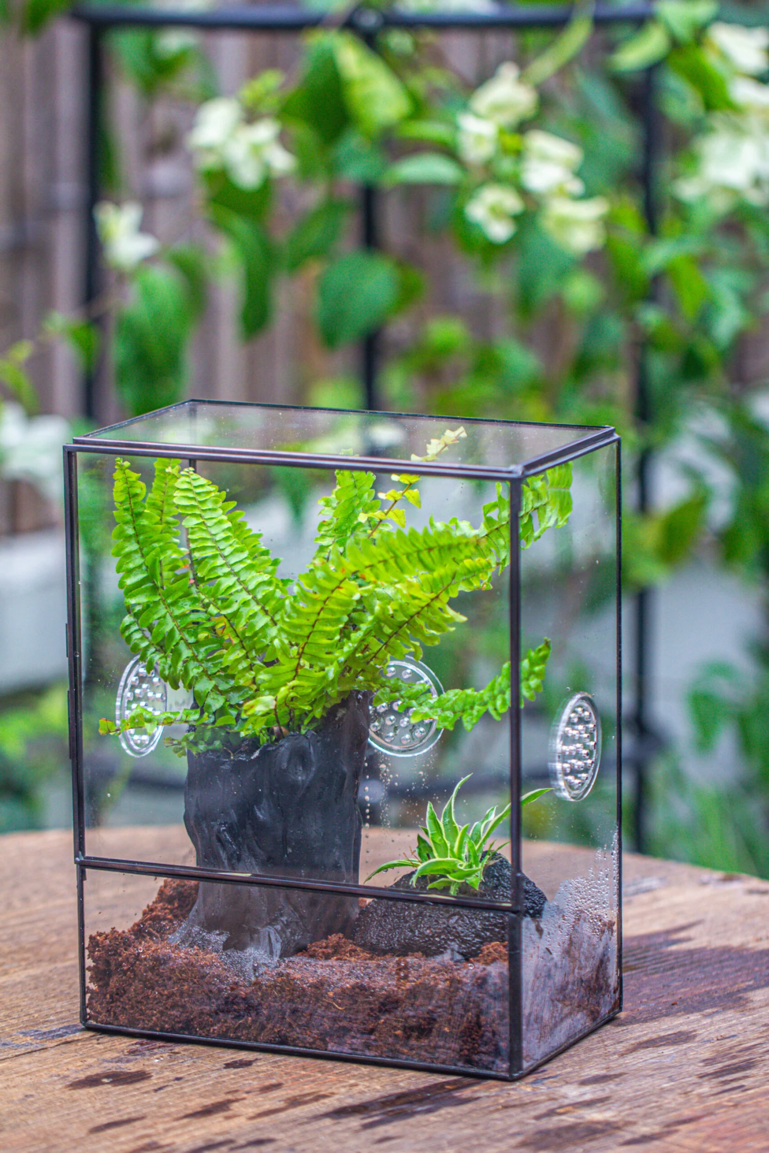 Handmade Close Glass Terrarium With Vents, With LED Grow Light Set, FOR Insects, Bugs 6 Handmade Close Glass Terrarium With Vents, With LED Grow Light Set, FOR Insects, Bugs - Image 6