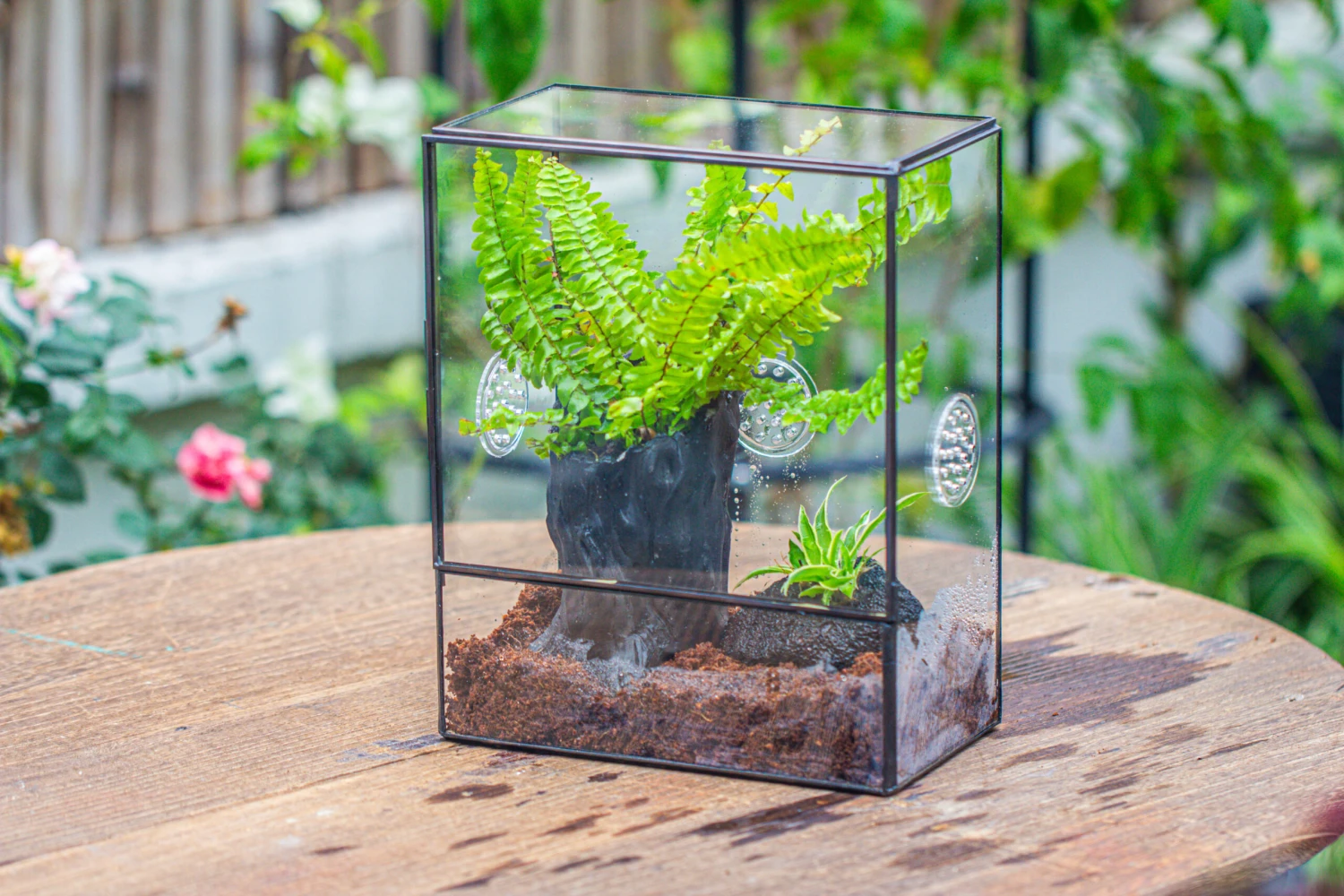 Handmade Close Glass Terrarium With Vents, With LED Grow Light Set, FOR Insects, Bugs 8 Handmade Close Glass Terrarium With Vents, With LED Grow Light Set, FOR Insects, Bugs - Image 8