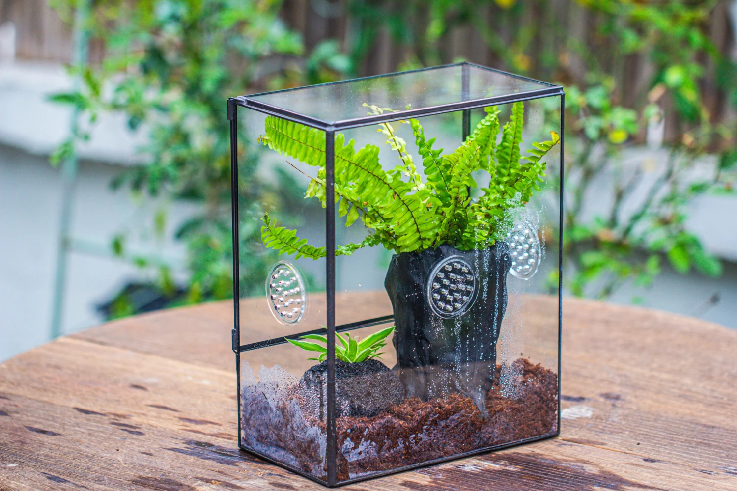 Handmade Close Glass Terrarium With Vents, With LED Grow Light Set, FOR Insects, Bugs 7 Handmade Close Glass Terrarium With Vents, With LED Grow Light Set, FOR Insects, Bugs - Image 7