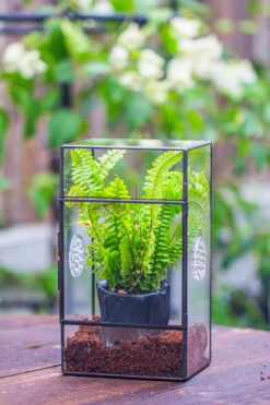 Rectangle Tin And Glass Geometric Terrarium Kit, With Side Door, With Vent, Snail Terrarium Building Set 25 Rectangle Tin And Glass Geometric Terrarium Kit, With Side Door, With Vent, Snail Terrarium Building Set -Ncyp Garden Sale Shop IMG 0679
