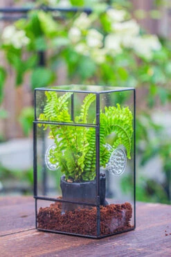 Rectangle Tin And Glass Geometric Terrarium Kit, With Side Door, With Vent, Snail Terrarium Building Set 26 Rectangle Tin And Glass Geometric Terrarium Kit, With Side Door, With Vent, Snail Terrarium Building Set -Ncyp Garden Sale Shop IMG 0680