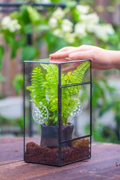 Rectangle Tin And Glass Geometric Terrarium Kit, With Side Door, With Vent, Snail Terrarium Building Set 23 Rectangle Tin And Glass Geometric Terrarium Kit, With Side Door, With Vent, Snail Terrarium Building Set -Ncyp Garden Sale Shop IMG 0682