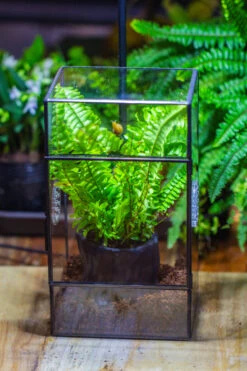 Rectangle Tin And Glass Geometric Terrarium Kit, With Side Door, With Vent, Snail Terrarium Building Set 20 Rectangle Tin And Glass Geometric Terrarium Kit, With Side Door, With Vent, Snail Terrarium Building Set -Ncyp Garden Sale Shop IMG 0708