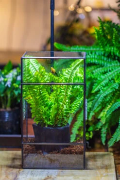 Rectangle Tin And Glass Geometric Terrarium Kit, With Side Door, With Vent, Snail Terrarium Building Set 21 Rectangle Tin And Glass Geometric Terrarium Kit, With Side Door, With Vent, Snail Terrarium Building Set -Ncyp Garden Sale Shop IMG 0709