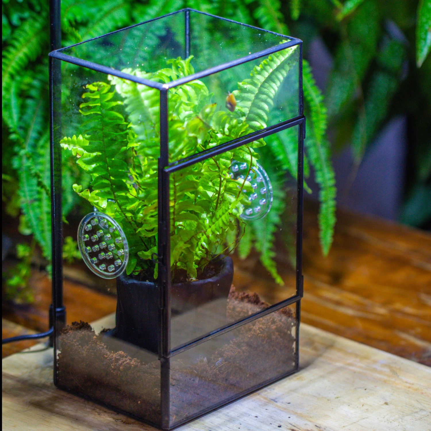 Rectangle Tin And Glass Geometric Terrarium Kit, With Side Door, With Vent, Snail Terrarium Building Set 1 Rectangle Tin And Glass Geometric Terrarium Kit, With Side Door, With Vent, Snail Terrarium Building Set