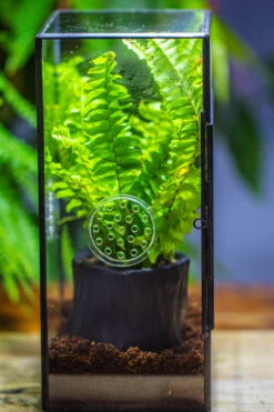 Rectangle Tin And Glass Geometric Terrarium Kit, With Side Door, With Vent, Snail Terrarium Building Set 19 Rectangle Tin And Glass Geometric Terrarium Kit, With Side Door, With Vent, Snail Terrarium Building Set -Ncyp Garden Sale Shop IMG 0712