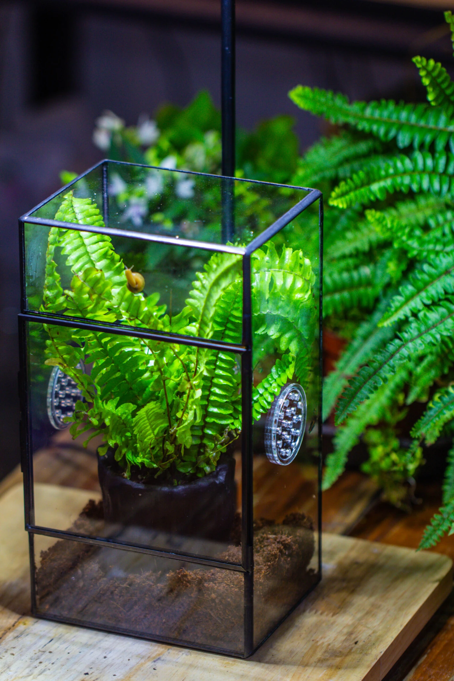 Rectangle Tin And Glass Geometric Terrarium Kit, With Side Door, With Vent, Snail Terrarium Building Set 4 Rectangle Tin And Glass Geometric Terrarium Kit, With Side Door, With Vent, Snail Terrarium Building Set - Image 4