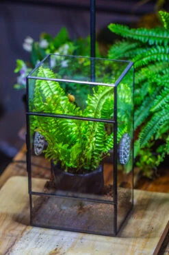 Rectangle Tin And Glass Geometric Terrarium Kit, With Side Door, With Vent, Snail Terrarium Building Set 18 Rectangle Tin And Glass Geometric Terrarium Kit, With Side Door, With Vent, Snail Terrarium Building Set -Ncyp Garden Sale Shop IMG 0714