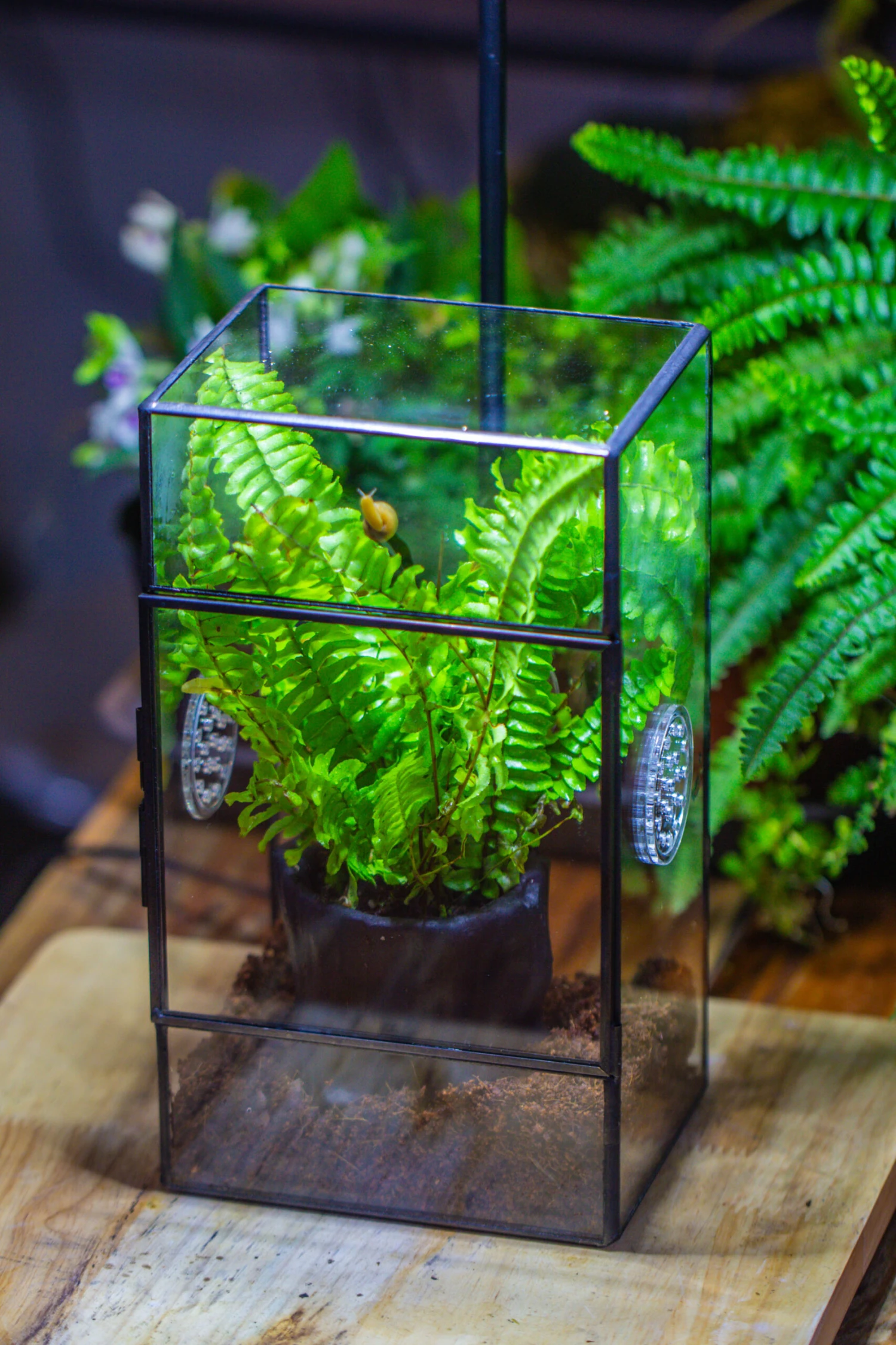 Rectangle Tin And Glass Geometric Terrarium Kit, With Side Door, With Vent, Snail Terrarium Building Set 5 Rectangle Tin And Glass Geometric Terrarium Kit, With Side Door, With Vent, Snail Terrarium Building Set - Image 5