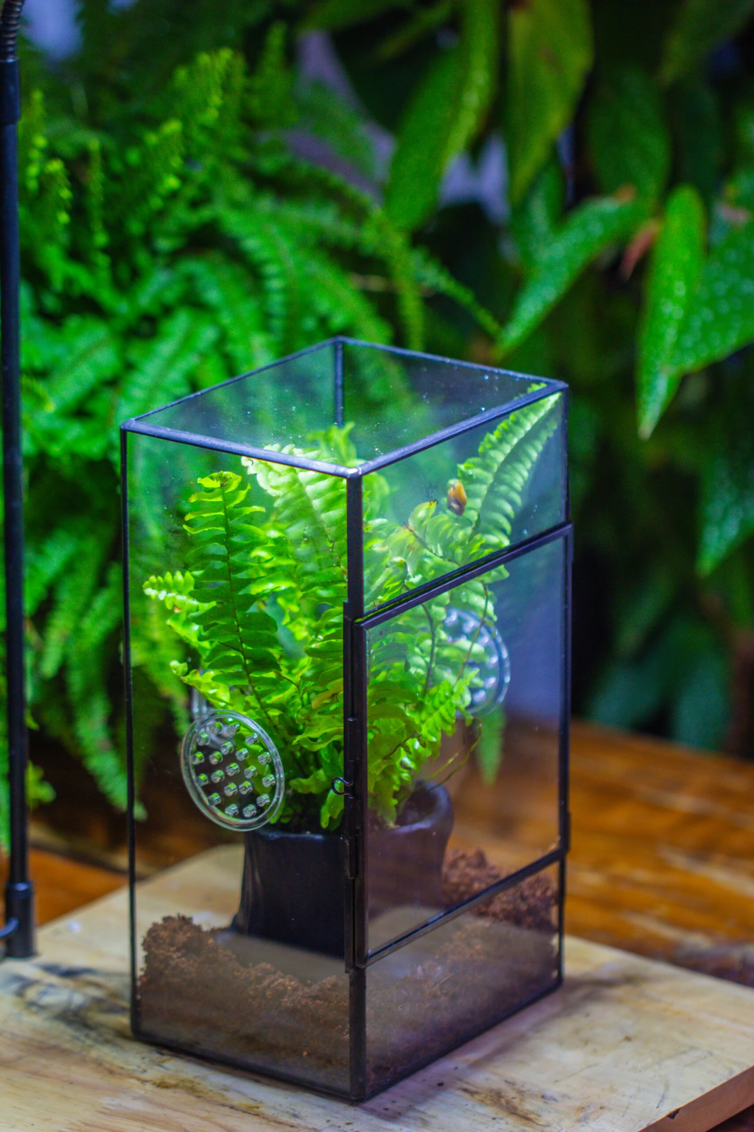 Rectangle Tin And Glass Geometric Terrarium Kit, With Side Door, With Vent, Snail Terrarium Building Set 3 Rectangle Tin And Glass Geometric Terrarium Kit, With Side Door, With Vent, Snail Terrarium Building Set - Image 3