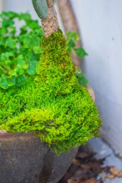 29x30cm Live Dry Hypnum Plumaeforme Wils. Moss For Open Terrarium. Moss Ball -Ncyp Garden Sale Shop IMG 0718