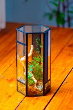 NCYP Tall Hexagon Mimi Geometric Terrarium For Spiders And Small Insects -Ncyp Garden Sale Shop IMG 0729 2
