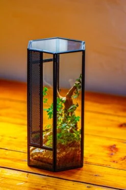 NCYP Tall Hexagon Mimi Geometric Terrarium For Spiders And Small Insects -Ncyp Garden Sale Shop IMG 0731 8dbd9de5 a9fa 46c3 af62 9a00727ec93d