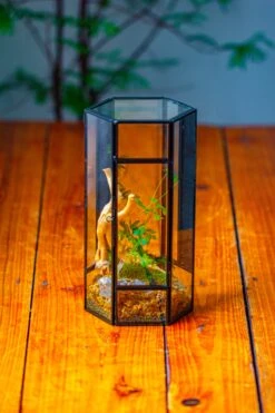 NCYP Tall Hexagon Mimi Geometric Terrarium For Spiders And Small Insects -Ncyp Garden Sale Shop IMG 0732 9567727a b3a8 4323 bf7a 4a3fc2894726