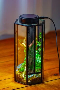 NCYP Tall Hexagon Mimi Geometric Terrarium For Spiders And Small Insects -Ncyp Garden Sale Shop IMG 0734 d2de1c82 f083 499d a98d 4982e9defc98