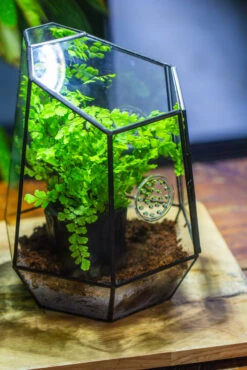 NCYP Close Geometric Glass Terrarium With Door, With Vents, Coconut Coir, Tree Stump Like Black Pot Building Set, For Snails, Spiders -Ncyp Garden Sale Shop IMG 0742