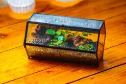 NCYP Long Hexagon Mimi Geometric Terrarium For Spiders And Small Insects -Ncyp Garden Sale Shop IMG 0742 a379b0b8 664b 4eb5 af70 2fd1618245ab