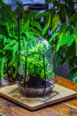 NCYP Close Geometric Glass Terrarium With Door, With Vents, Coconut Coir, Tree Stump Like Black Pot Building Set, For Snails, Spiders -Ncyp Garden Sale Shop IMG 0745