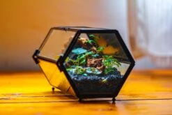 NCYP Long Hexagon Mimi Geometric Terrarium For Spiders And Small Insects -Ncyp Garden Sale Shop IMG 0750