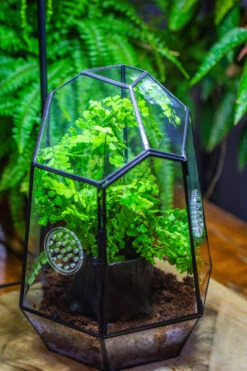 NCYP Close Geometric Glass Terrarium With Door, With Vents, Coconut Coir, Tree Stump Like Black Pot Building Set, For Snails, Spiders -Ncyp Garden Sale Shop IMG 0752