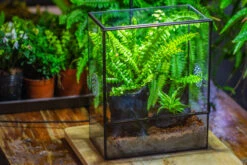 Handmade Close Glass Terrarium With Vents, With LED Grow Light Set, FOR Insects, Bugs 29 Handmade Close Glass Terrarium With Vents, With LED Grow Light Set, FOR Insects, Bugs -Ncyp Garden Sale Shop IMG 0765 faaa1851 6d5e 41d8 96c4 7689e77207b2