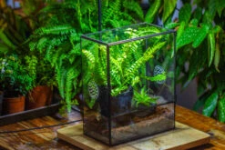 Handmade Close Glass Terrarium With Vents, With LED Grow Light Set, FOR Insects, Bugs 30 Handmade Close Glass Terrarium With Vents, With LED Grow Light Set, FOR Insects, Bugs -Ncyp Garden Sale Shop IMG 0766 55613ed4 ee40 447b 9898 c45a48c902c9
