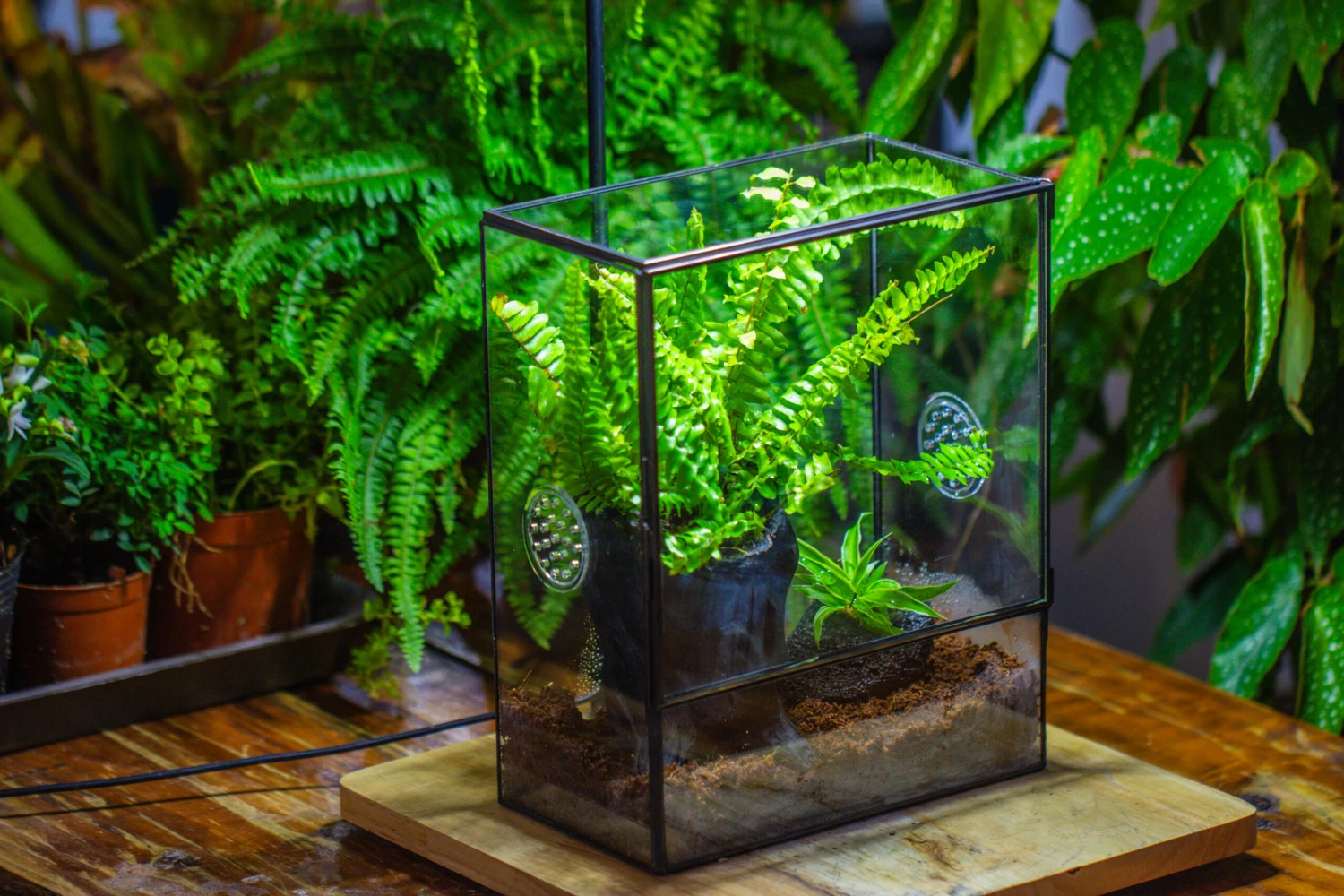 Handmade Close Glass Terrarium With Vents, With LED Grow Light Set, FOR Insects, Bugs 11 Handmade Close Glass Terrarium With Vents, With LED Grow Light Set, FOR Insects, Bugs - Image 11