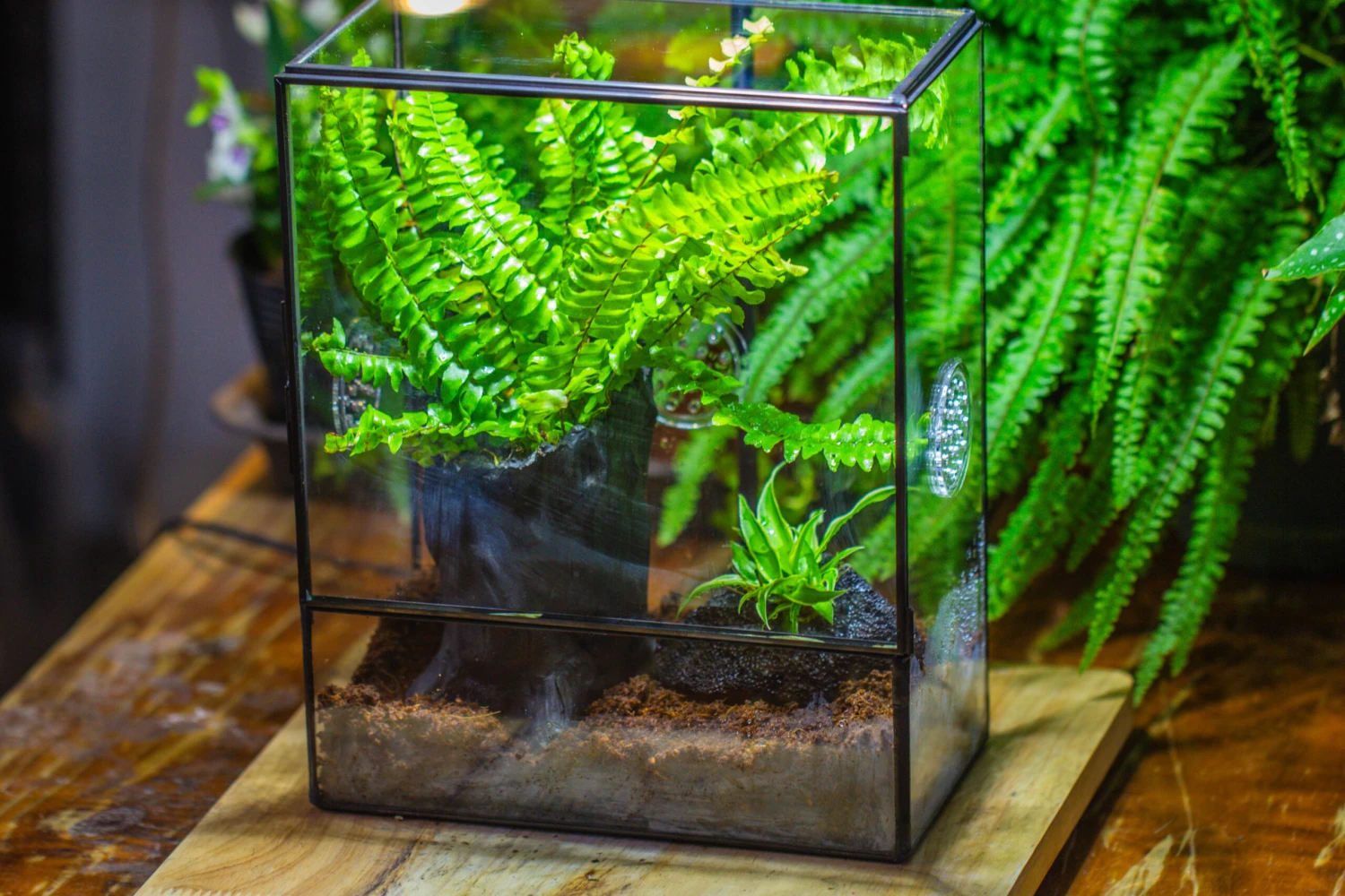 Handmade Close Glass Terrarium With Vents, With LED Grow Light Set, FOR Insects, Bugs 12 Handmade Close Glass Terrarium With Vents, With LED Grow Light Set, FOR Insects, Bugs - Image 12