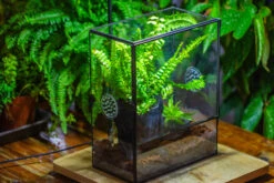 Handmade Close Glass Terrarium With Vents, With LED Grow Light Set, FOR Insects, Bugs 32 Handmade Close Glass Terrarium With Vents, With LED Grow Light Set, FOR Insects, Bugs -Ncyp Garden Sale Shop IMG 0768 825c9457 49e5 4969 8881 8c4185df699a