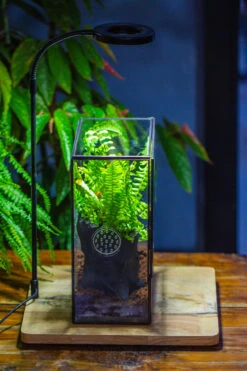 Handmade Close Glass Terrarium With Vents, With LED Grow Light Set, FOR Insects, Bugs 33 Handmade Close Glass Terrarium With Vents, With LED Grow Light Set, FOR Insects, Bugs -Ncyp Garden Sale Shop IMG 0769 a2d00167 e84e 45b3 9c65 095070619ec3