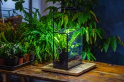 Handmade Close Glass Terrarium With Vents, With LED Grow Light Set, FOR Insects, Bugs 28 Handmade Close Glass Terrarium With Vents, With LED Grow Light Set, FOR Insects, Bugs -Ncyp Garden Sale Shop IMG 0770 0792f2bd 9cc0 4cd0 98d9 8989f5527de2