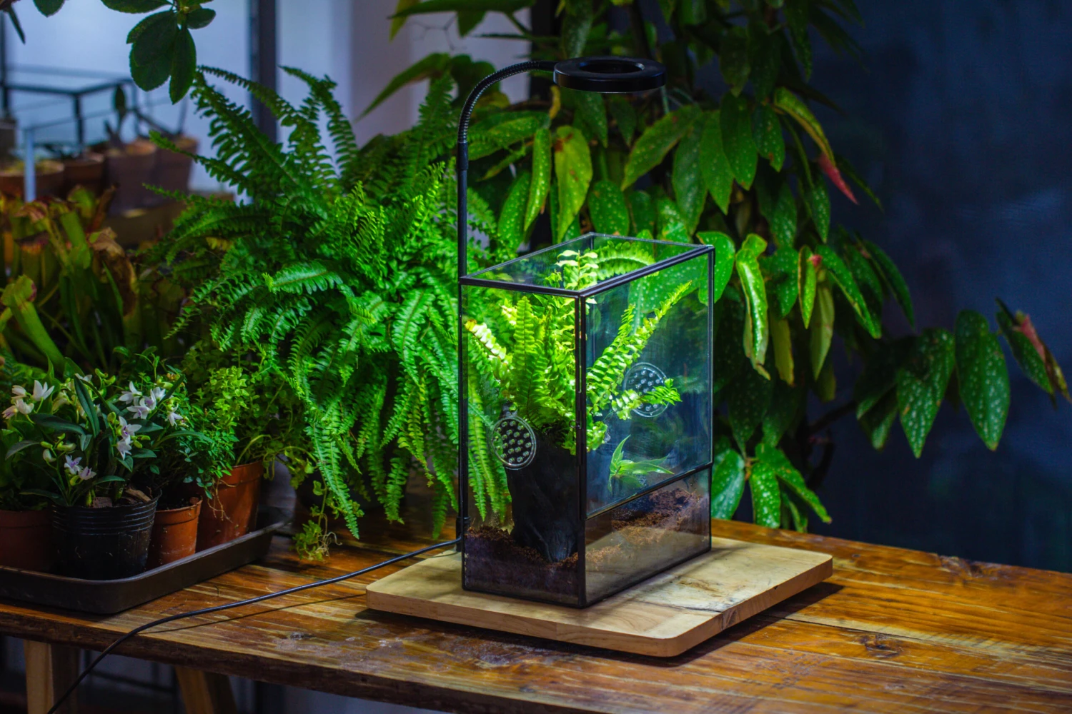 Handmade Close Glass Terrarium With Vents, With LED Grow Light Set, FOR Insects, Bugs 9 Handmade Close Glass Terrarium With Vents, With LED Grow Light Set, FOR Insects, Bugs - Image 9