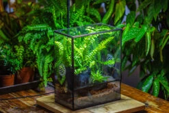 Handmade Close Glass Terrarium With Vents, With LED Grow Light Set, FOR Insects, Bugs 35 Handmade Close Glass Terrarium With Vents, With LED Grow Light Set, FOR Insects, Bugs -Ncyp Garden Sale Shop IMG 0771 4c84657d 8a17 460d ad8e 2bd87a946118