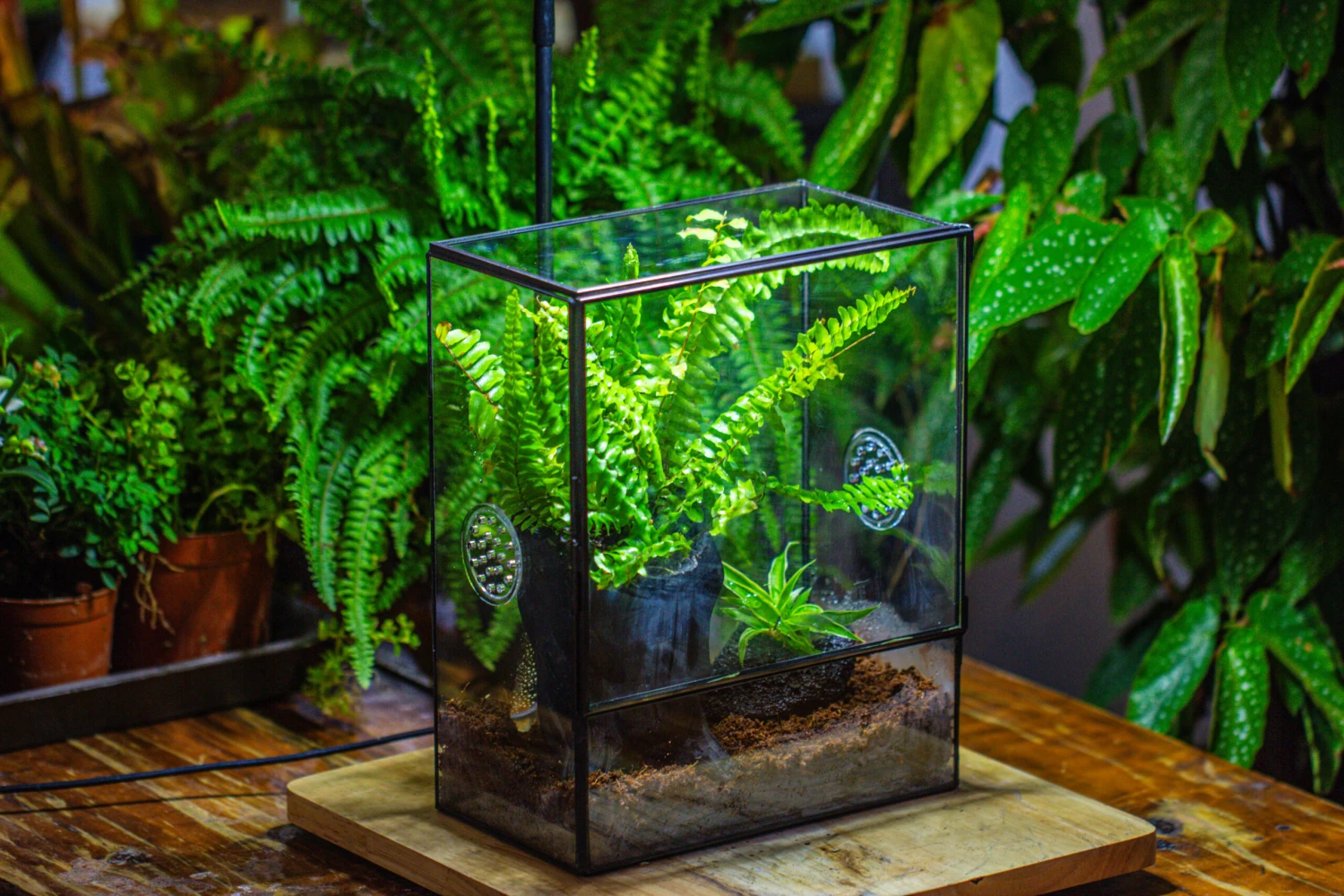 Handmade Close Glass Terrarium With Vents, With LED Grow Light Set, FOR Insects, Bugs 16 Handmade Close Glass Terrarium With Vents, With LED Grow Light Set, FOR Insects, Bugs - Image 16