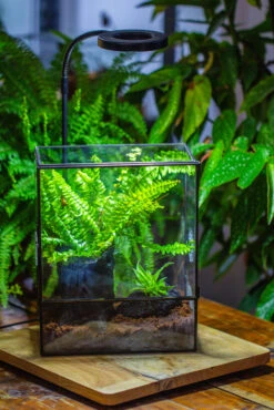 Handmade Close Glass Terrarium With Vents, With LED Grow Light Set, FOR Insects, Bugs 37 Handmade Close Glass Terrarium With Vents, With LED Grow Light Set, FOR Insects, Bugs -Ncyp Garden Sale Shop IMG 0773 f2977716 9a0a 404f b2d0 06ba8d881228