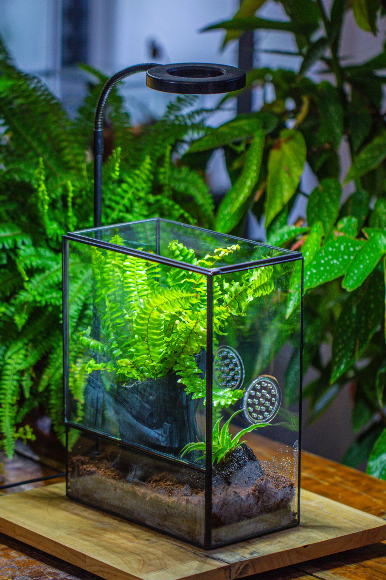 Handmade Close Glass Terrarium With Vents, With LED Grow Light Set, FOR Insects, Bugs 19 Handmade Close Glass Terrarium With Vents, With LED Grow Light Set, FOR Insects, Bugs - Image 19