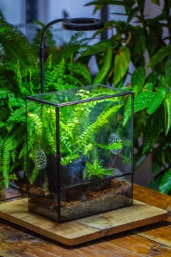 Handmade Close Glass Terrarium With Vents, With LED Grow Light Set, FOR Insects, Bugs 34 Handmade Close Glass Terrarium With Vents, With LED Grow Light Set, FOR Insects, Bugs -Ncyp Garden Sale Shop IMG 0778 19adb797 2533 46e1 92f9 94bdebf82c4c
