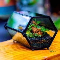 NCYP Long Hexagon Mimi Geometric Terrarium For Spiders And Small Insects