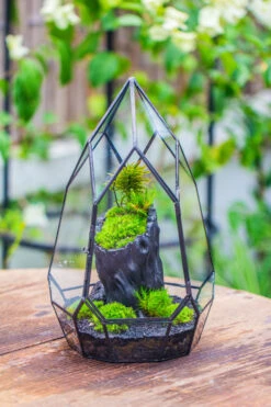 NCYP Irregular Close Geometric Glass Terrarium With Door Tall Teardrop Container Moss Terrarium DIY Building Kit -Ncyp Garden Sale Shop IMG 0852
