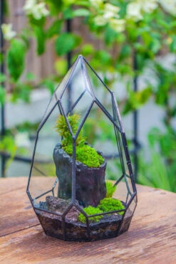 NCYP Irregular Close Geometric Glass Terrarium With Door Tall Teardrop Container Moss Terrarium DIY Building Kit -Ncyp Garden Sale Shop IMG 0854