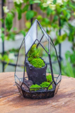 NCYP Irregular Close Geometric Glass Terrarium With Door Tall Teardrop Container Moss Terrarium DIY Building Kit -Ncyp Garden Sale Shop IMG 0855