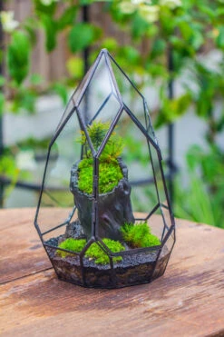 NCYP Irregular Close Geometric Glass Terrarium With Door Tall Teardrop Container Moss Terrarium DIY Building Kit -Ncyp Garden Sale Shop IMG 0856