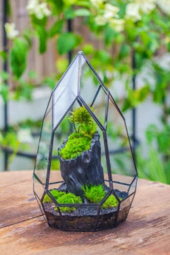 NCYP Irregular Close Geometric Glass Terrarium With Door Tall Teardrop Container Moss Terrarium DIY Building Kit -Ncyp Garden Sale Shop IMG 0857