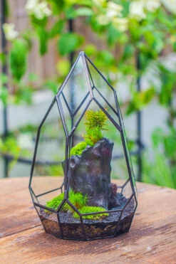 NCYP Irregular Close Geometric Glass Terrarium With Door Tall Teardrop Container Moss Terrarium DIY Building Kit -Ncyp Garden Sale Shop IMG 0858